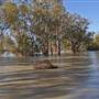 Menindee