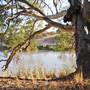 Menindee