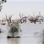 Menindee