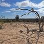 Menindee