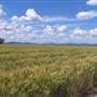 Liverpool Plains