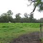 Lomar Park Stud