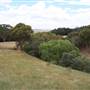 Macquarie Woods - Vittoria State Forest