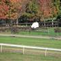 Malniri Park Stud
