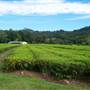 Tea Tree Estate