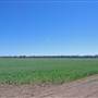 Narrabri