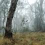 New England National Park
