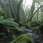 New England National Park