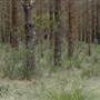 Newnes State Forest