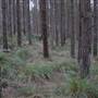 Newnes State Forest