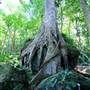 Mount Keira Scout Camp File 1