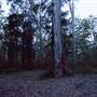 Murphy's Glen campground - Blue Mountains National Park