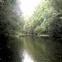 Promised Land Rainforest