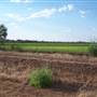 Rice field near Griffith