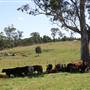 Riverstone Farmland & Eastern Creek