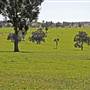 Walcha