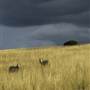 Wheat Crops - North West NSW