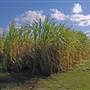 Sugar Cane Fields, Condong