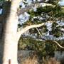 Tweed River - Tumbulgum