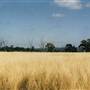 Parkes
