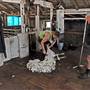 Sheep Station