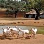 Sheep Station