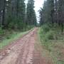 Penrose State Forest - Southern Highlands