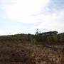 Penrose State Forest - Southern Highlands