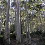 Pebbly Beach Road - Murramarang National Park