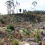 Penrose State Forest - Southern Highlands