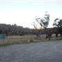Thredbo