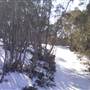 Thredbo