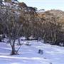 Thredbo