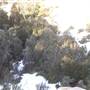 Thredbo