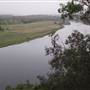 Taree