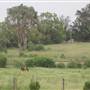 Wingham