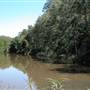 Wingham