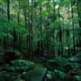 Watagans National Park