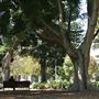 Hyde Park and Archibald Fountain - Sydney CBD