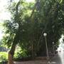 Hyde Park and Archibald Fountain - Sydney CBD