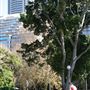 Hyde Park and Archibald Fountain - Sydney CBD