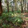 Red Cedar Flat picnic area