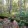 Red Cedar Flat picnic area