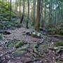 Red Cedar Flat picnic area