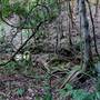 Red Cedar Flat picnic area