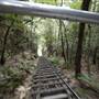 Scenic World