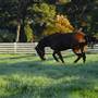 Private Horse Stud - Agnes Banks