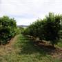 Watkins Orchard (Mandarin & Cumquat)
