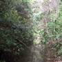Way Way State Forest
