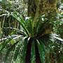 Tristania Falls - Dorrigo National Park